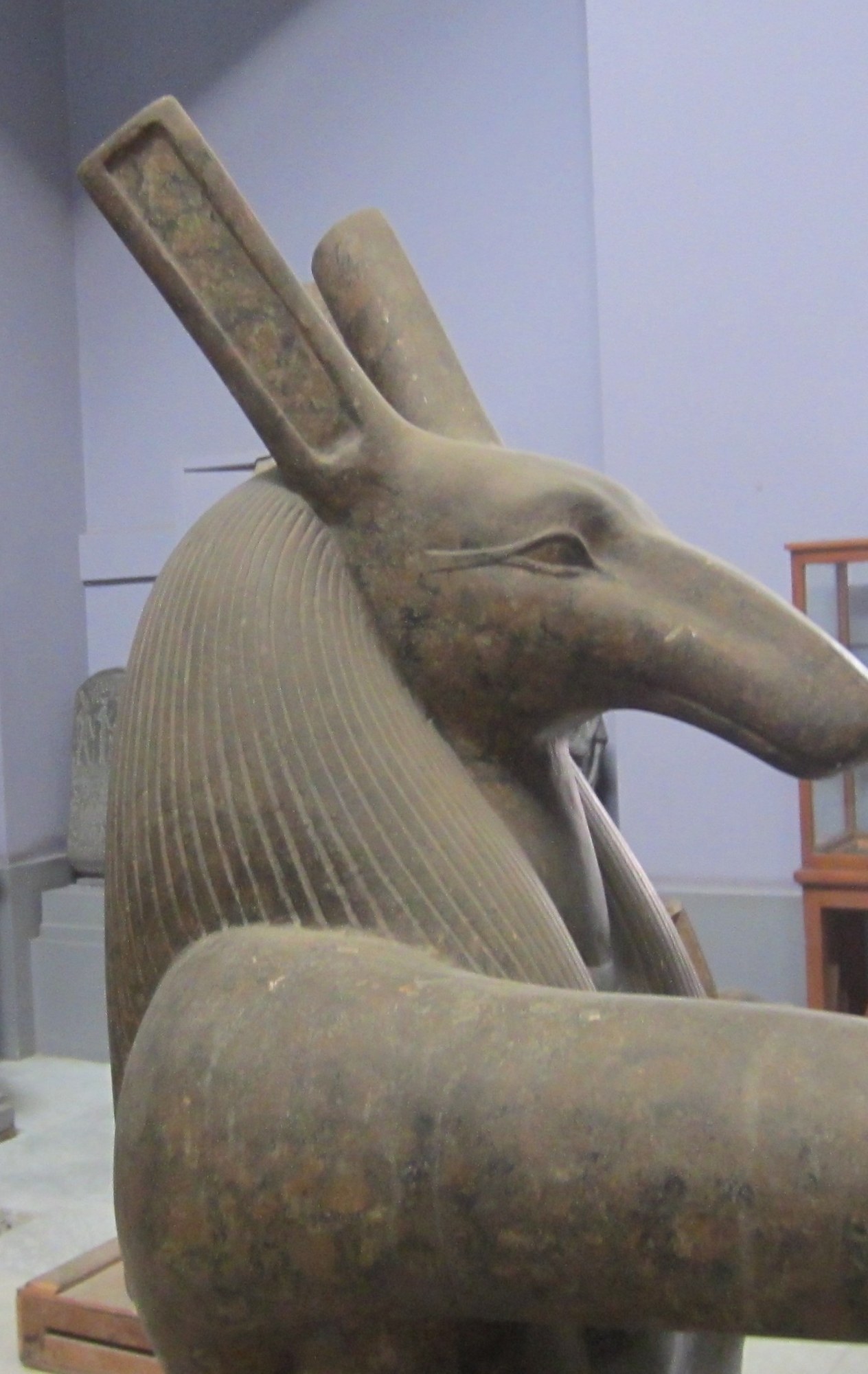 Detail of an ancient Egyptian granite statue showing the head of the god Set in profile: the composite "Set-animal" head with its long down-curved snout, tall squared upstanding ears and almond eye rimmed by a cosmetic line, backed by a striated tripartite wig, with the god's neck and one arm below, against a plain grey museum wall.